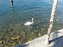 Lago Maggiore_39